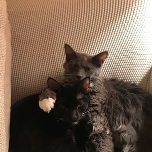 Meet your Posher, Lisa